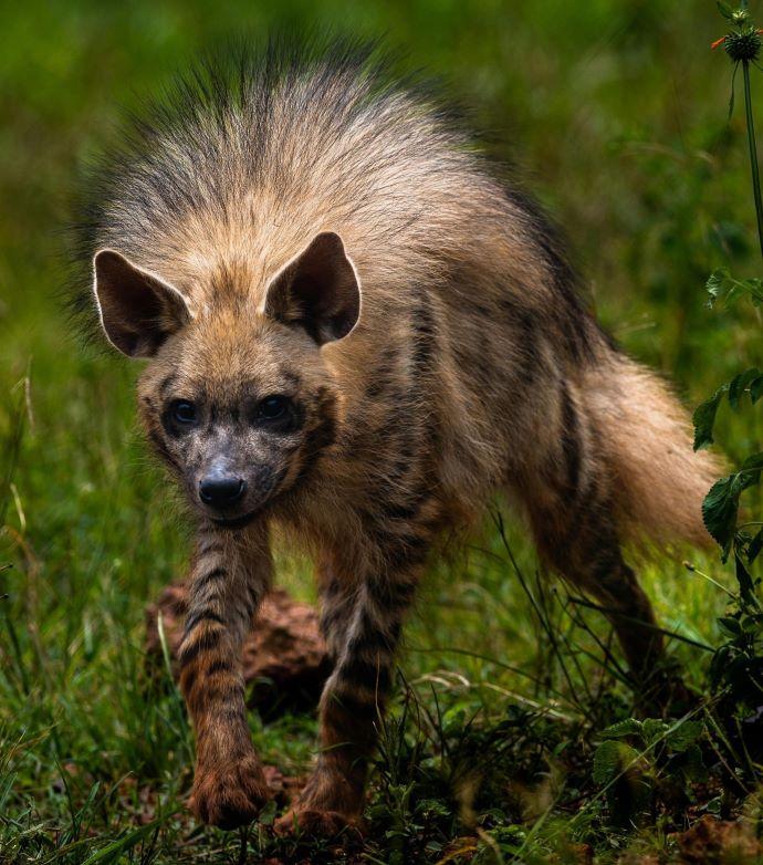 Hyena stalking in the grass