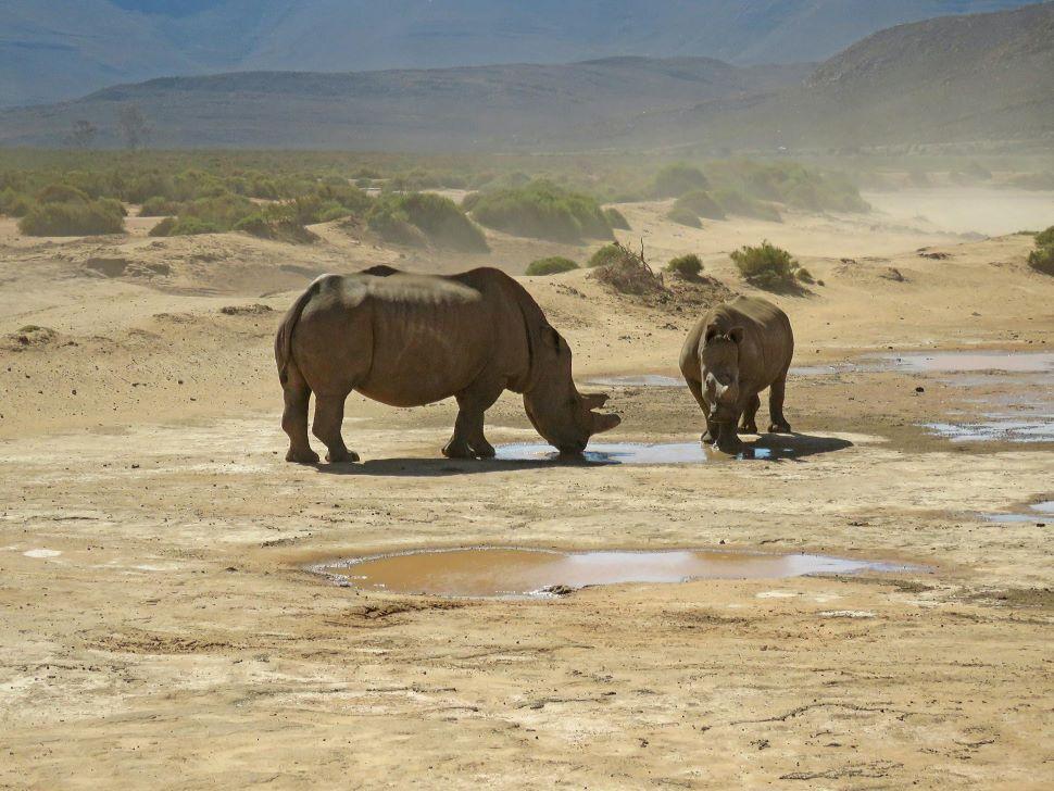 Two rhinos drinking water in a desert region