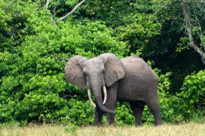 African forest elephant
