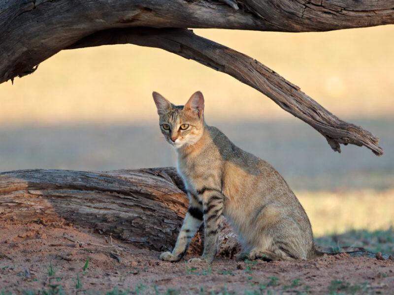 African Wildcat
