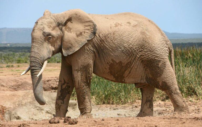 Side view of African elephant in the wild.