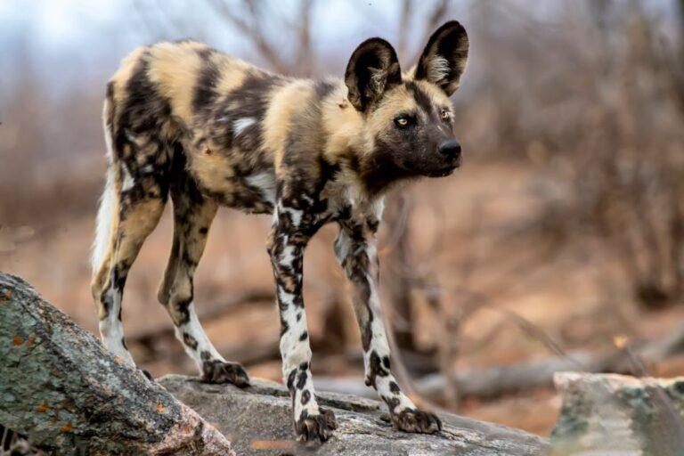 An African wild dog