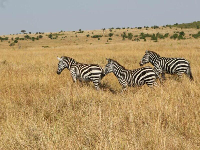 Available plains game hunting in Zimbabwe includes eland, zebra, impala, roan, waterbuck, sable, and bushbuck.