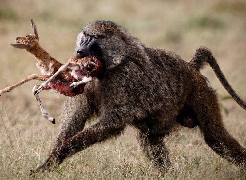baboon running with a carcass of a young buck in its mouth