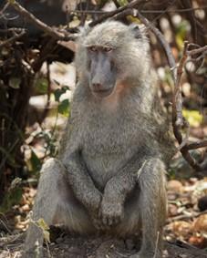Baboon in the wild