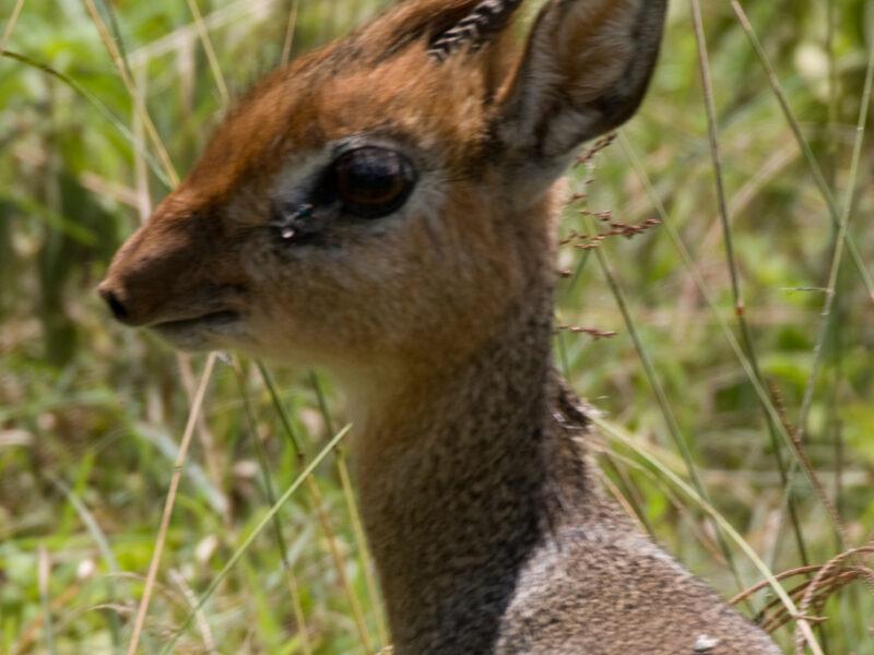 Bates-Pigmy-antelope