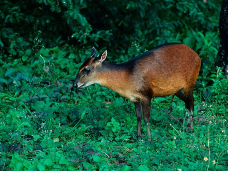 Bay Duiker