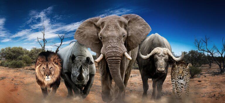 Big 5 Game Hunting, African Big 5 Animals