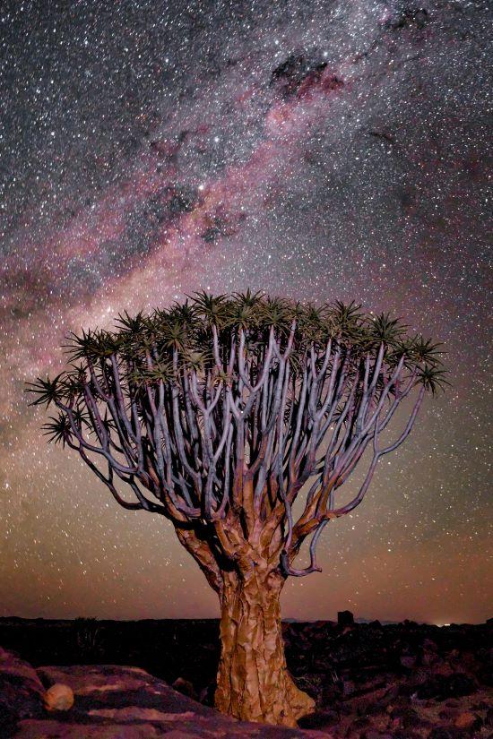 Baobab tree in Namibia