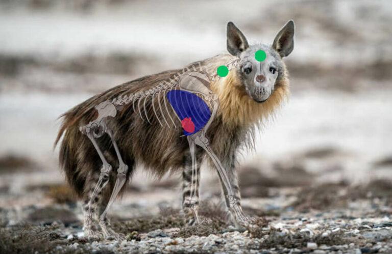 Brown Hyena Side View Shot Placement