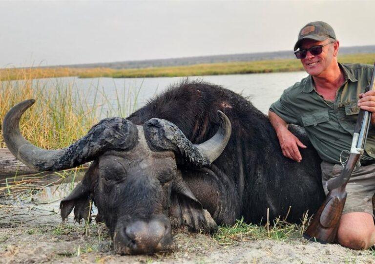 Cape buffalo