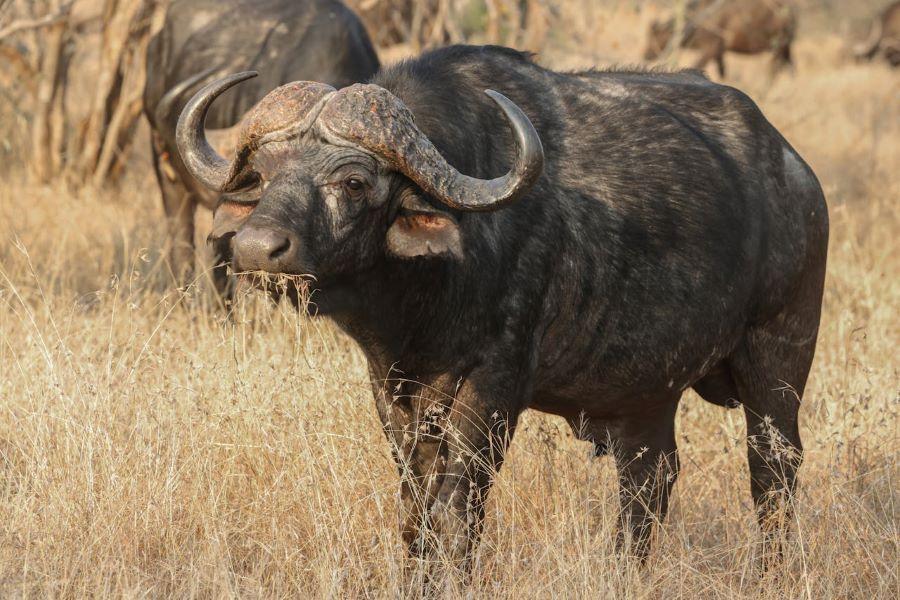 buffalo in the veld, standing looking at the camera, with a herd behind it
