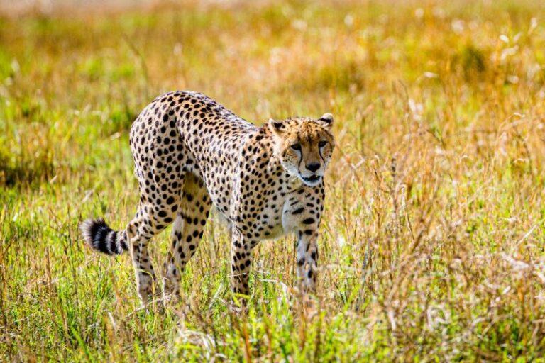 Cheetah in grass