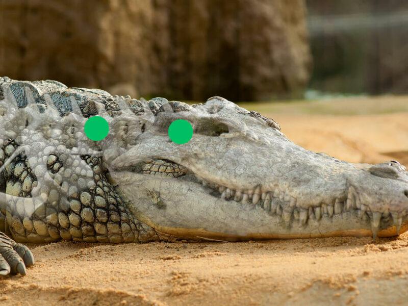 Crocodile Side View Shot Placement, Dangerous Game