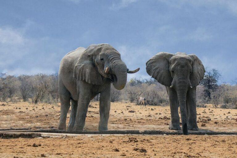 two elephants near a watering hole