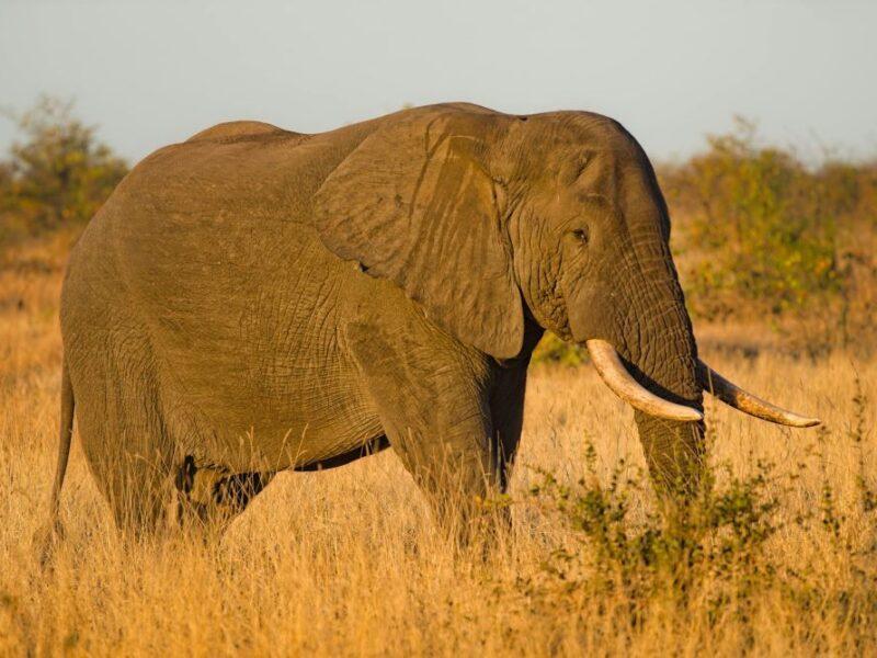 Elephant with large tusks in the bush, standing side ways
