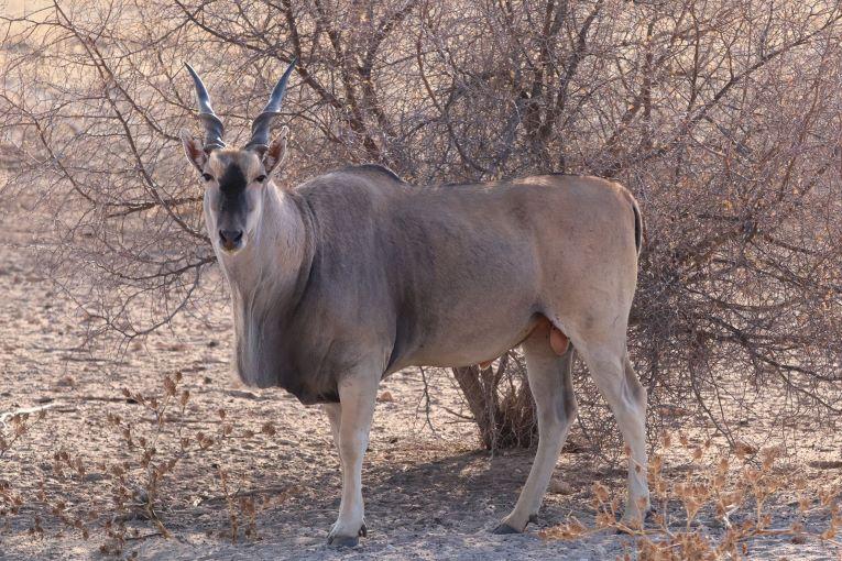 eland standing side ways in the veld, with a bush behind it