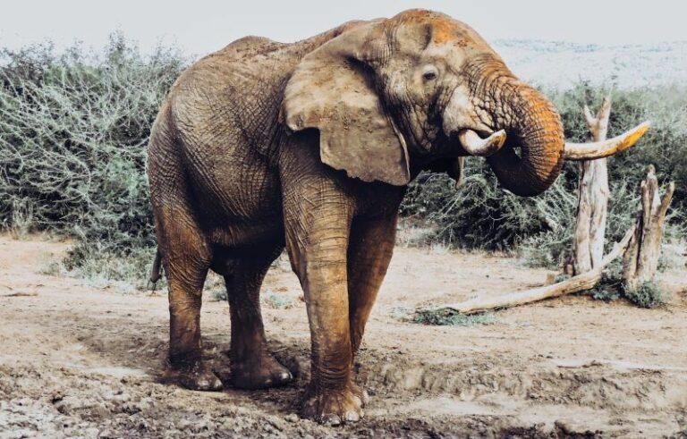 elephant bull with large tusks