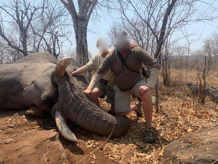 Elephant Hunting in Zimbabwe