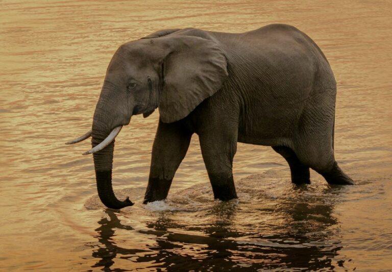 elephant walking through water