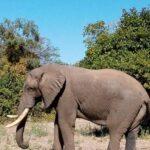 elephant in the bushveld