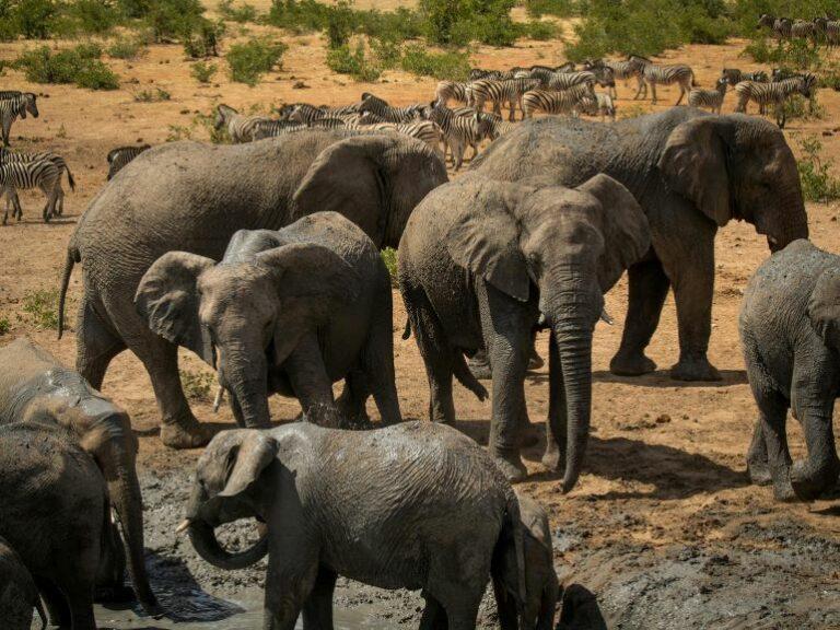 Close up of herd of elephants