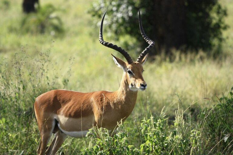 Image of impala in the bush