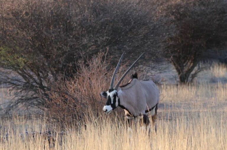 Gemsbok standing in the veld