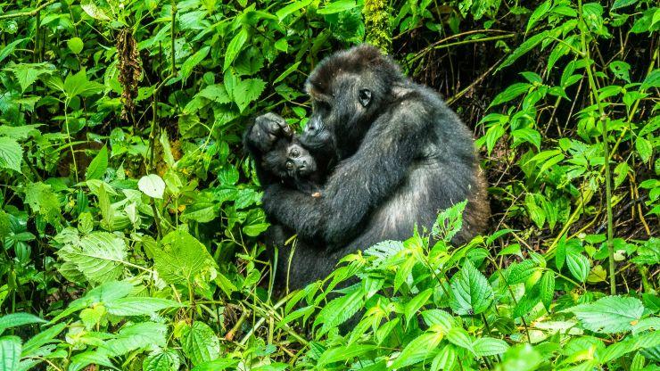 mother and baby gorilla in the Congo.