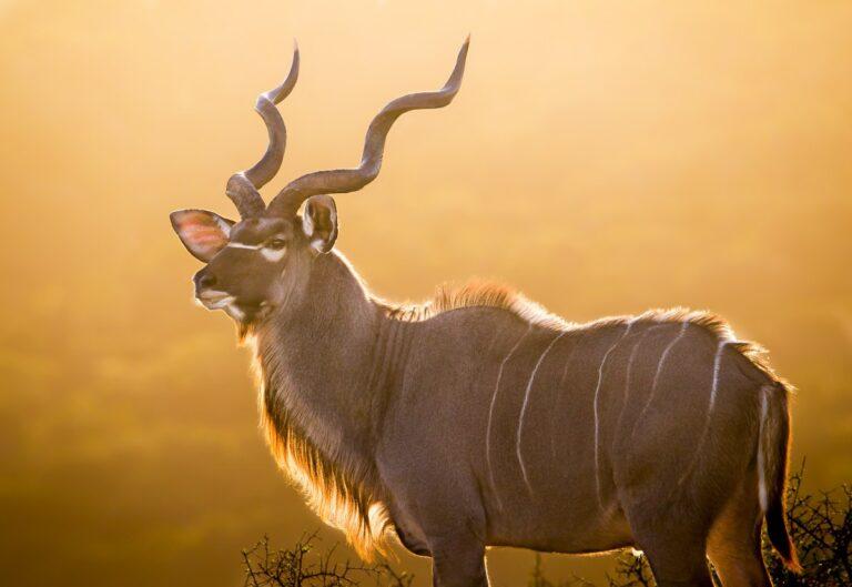 kudu