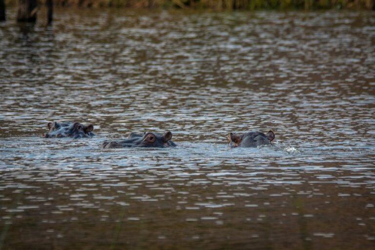 hippos in the water