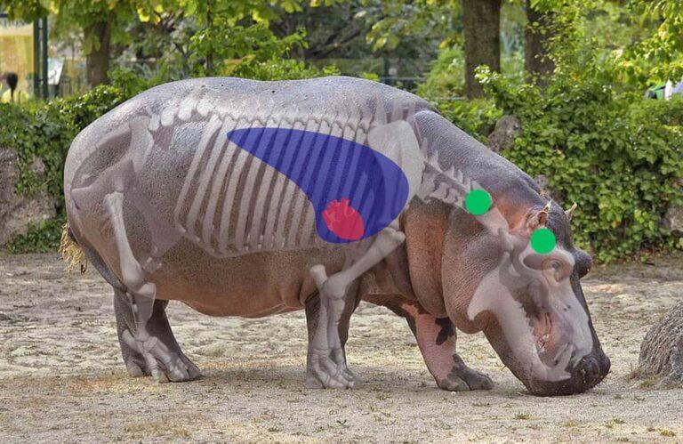 Hippo Side View Shot Placement