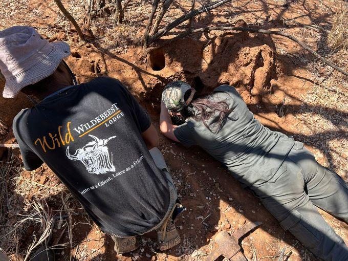 Lady searching for honey badger in its lair, after shooting it