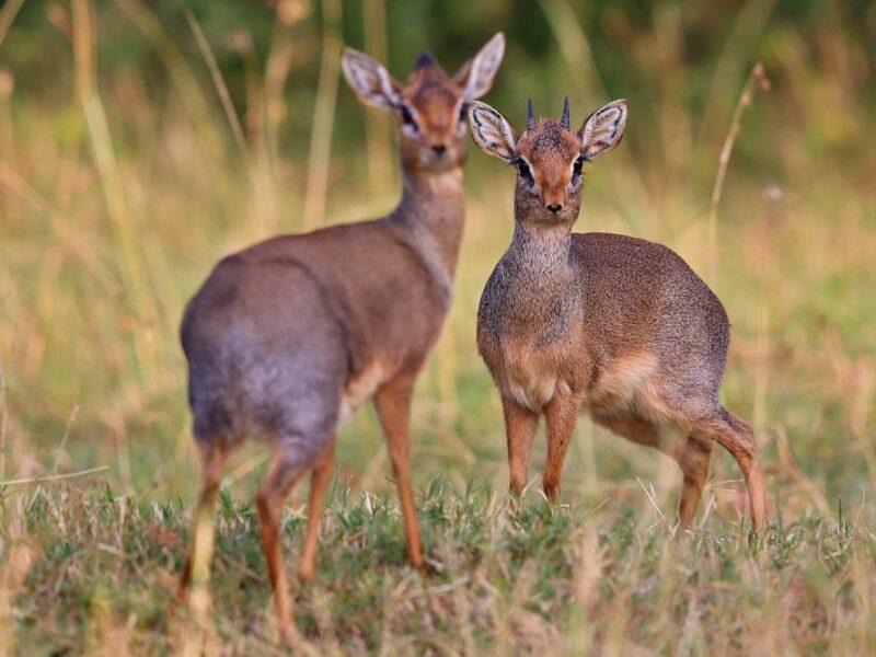 Hunting Small Antelope, Damara Dik Dik