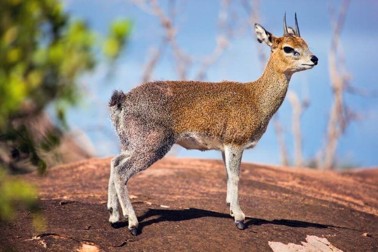 the klipspringer