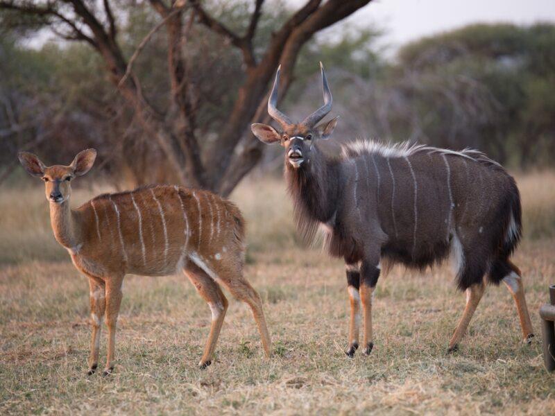 Hunting Nyala in Africa. Beautiful Medium Antelope