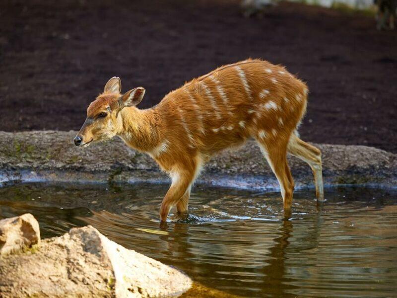 Hunting Sitatunga Antelope in Africa