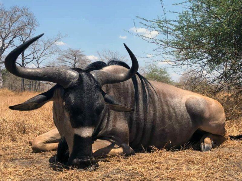 shot wildebeest set to pose with horns up