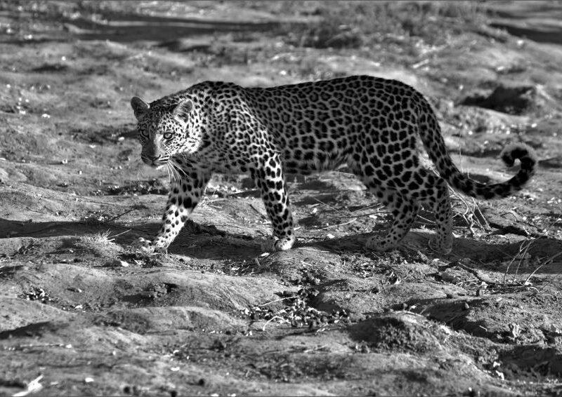 black and white image of leopard walking on land