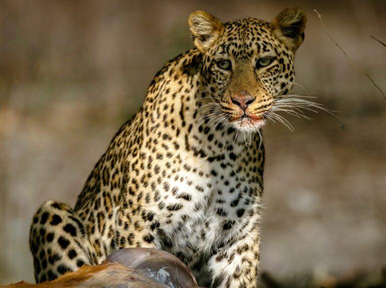 Close up of sitting leopard with its kill in the foreground