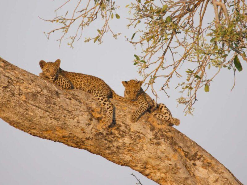 Two leopards in a tree