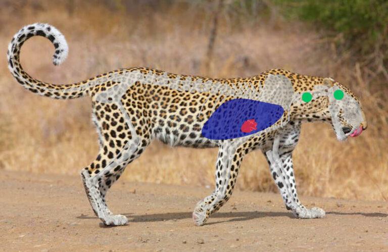 Shot Placement on Leopard - Side View