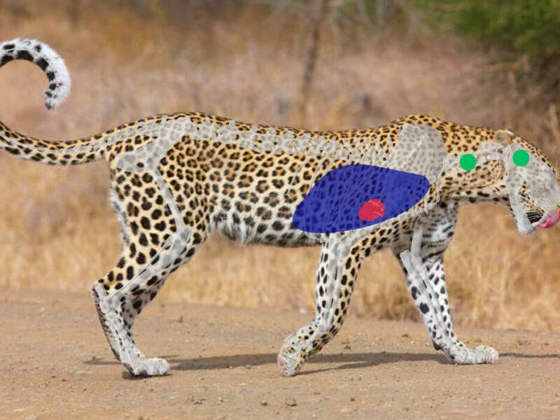 Shot Placement on Leopard - Side View