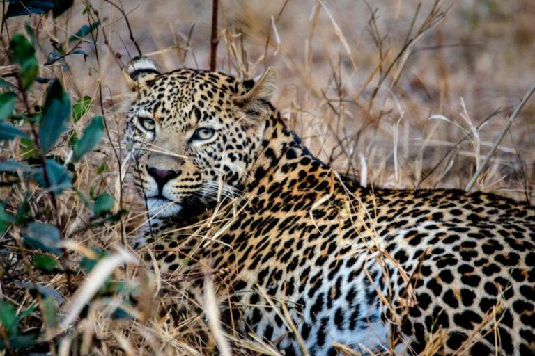 Leopard lying in the grass