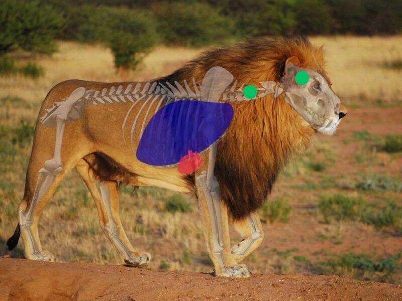 Shot Placement on African Cat - Side View