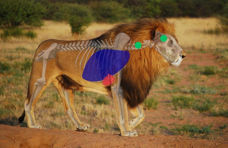 image of a lion, showing internal organs for shot placement