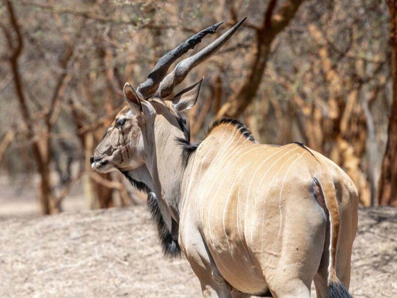 Hunting The Lord Derby's Eland