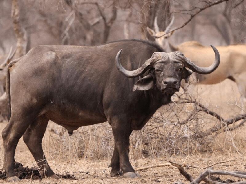 Mature Cape Buffalo Bull Young Cape Buffalo Bull