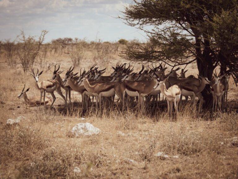 Group of springbok standing in the shade of a tree