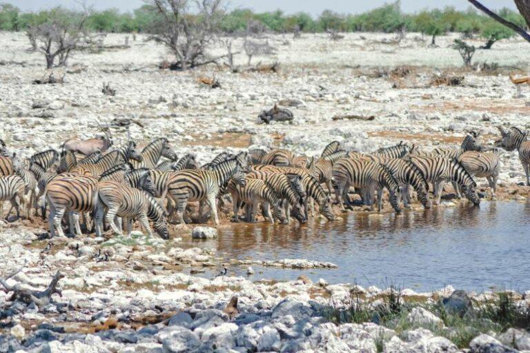 Herd of zebra drinking at a water hole